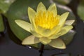 Beautiful lotus flowers blooming with green leaves, blurred background Royalty Free Stock Photo