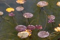Beautiful lotus leafs floating in a freshwater pool Royalty Free Stock Photo