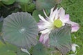 Beautiful lotus flowers and lotus leaves in the pond Royalty Free Stock Photo