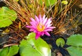 Beautiful lotus flowers & x28;Bunga Teratai& x29; grow and bloom where the water pot is.