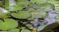 Beautiful lotus green leaf it is greenery environment