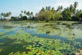 Beautiful lotus lagoon in Candidasa, Bali Royalty Free Stock Photo