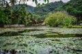 Beautiful Lotus Lagoon pond Royalty Free Stock Photo