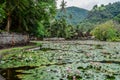 Beautiful Lotus Lagoon pond Royalty Free Stock Photo