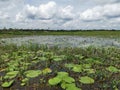 Beautiful lotus lake with lotus flower and aquatic plants. Royalty Free Stock Photo