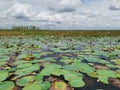 Beautiful lotus lake with lotus flower and aquatic plants. Royalty Free Stock Photo