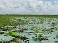 Beautiful lotus lake with lotus flower and aquatic plants. Royalty Free Stock Photo