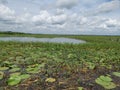 Beautiful lotus lake with lotus flower and aquatic plants. Royalty Free Stock Photo