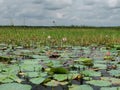 Beautiful lotus lake with lotus flower and aquatic plants. Royalty Free Stock Photo