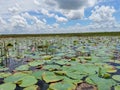 Beautiful lotus lake with lotus flower and aquatic plants. Royalty Free Stock Photo