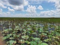 Beautiful lotus lake with lotus flower and aquatic plants.