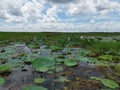 Beautiful lotus lake with lotus flower and aquatic plants. Royalty Free Stock Photo