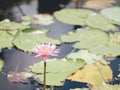 Beautiful lotus leaf near the pond, pure natural background, red lotus, lotus flower on the water surface Royalty Free Stock Photo