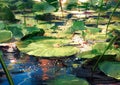 Beautiful lotus leaves in pond