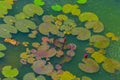 Beautiful Lotus Leaves And Red Flower Buds Floating On Pond Water Surface Royalty Free Stock Photo