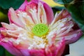 Beautiful lotus Royalty Free Stock Photo