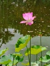 Eyecatching fresh beautiful lotus in summer