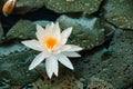 Beautiful lotus petal water lily flower in lake pond wet moise rain drop Royalty Free Stock Photo