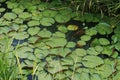 Beautiful lotus plant in a pond, flat glossy water leaves