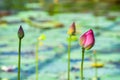 Beautiful lotus in the pond Royalty Free Stock Photo