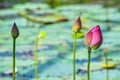 Beautiful lotus in the pond Royalty Free Stock Photo
