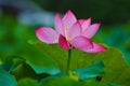 Beautiful lotus pond in summer in China .Lotus flower