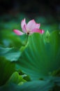 Beautiful lotus pond in summer in China .Lotus flower