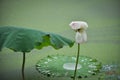 Beautiful lotus pond in summer in China .Lotus flower