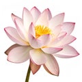 Beautiful Lotus Serenade isolated on transparent background Royalty Free Stock Photo