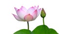 Beautiful lotus(Single lotus flower isolated on white background Royalty Free Stock Photo