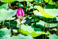 A beautiful lotus in spring