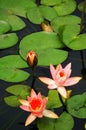 The beautiful lotus