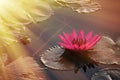 Beautiful Lotus with sunshine in moning