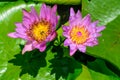 Beautiful lotus Royalty Free Stock Photo