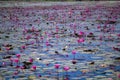 Beautiful Lotus Valley Gulawat Royalty Free Stock Photo