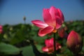 Beautiful lotuses in nature