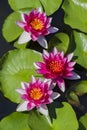 Pink Water lilies nymphea - Aquatic vegetation Royalty Free Stock Photo