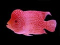 Beautiful louhan exotic pet fish in aquarium, flowerhorn chiclid fish, crossbreed