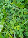 Beautiful love shaped green clover grass