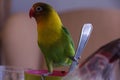 Beautiful Lovebird agapornis eating breakfast