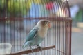 Beautiful lovebird in the cage