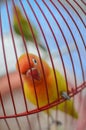 Beautiful lovebird in the cage