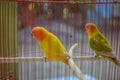 Beautiful lovebird in the cage