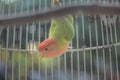 Beautiful lovebird in the cage