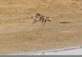 Beautiful lovely adult Temminck's Stint wading bird in flight over a wetland during the daytime