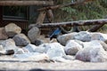 Beautiful lovely blue Steller's jay or long-crested jay perched on the stones during the daytime