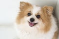 Beautiful and lovely dogs,white and brown furry Pomeranian