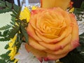 Beautiful lovely fresh Orange yellowish rose