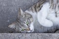 The beautiful, lovely, gray white striped cat with green eyes lies on a fireplace Royalty Free Stock Photo