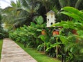 A beautiful and lovely green tropical garden view